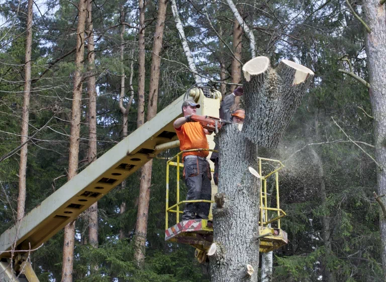 Cięcie drzewa przez mężczyznę