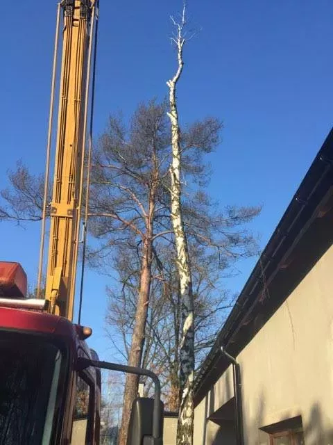 Podnośnik pracujący przy drzewie