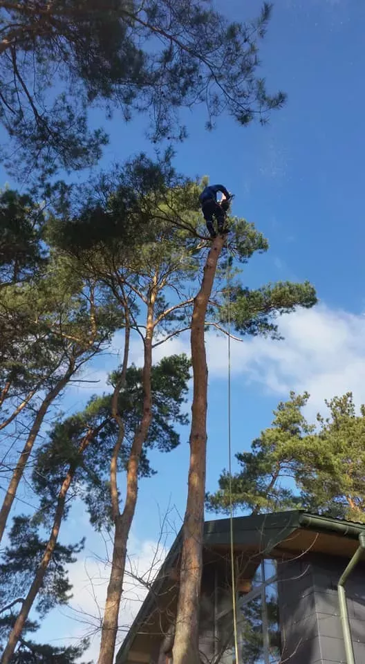 Praca na wysokości przy drzewie