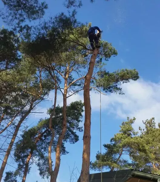 Praca na wysokości przy drzewie